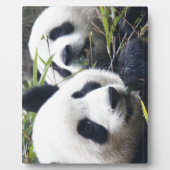 De panda draagt fotoplaat (Voorkant)