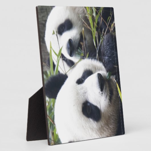 De panda draagt fotoplaat (Zijkant)