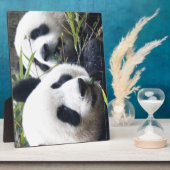 De panda draagt fotoplaat (Zijkant)