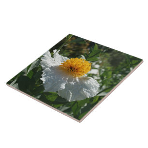 De Papaver van Matilija van het kouter Tegeltje