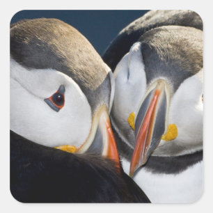 De papegaaiduiker, een pelagische zeevogel vierkante sticker