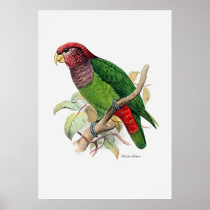 De papegaaien van drie poster