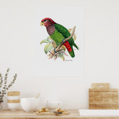 De papegaaien zijn twee van drie poster (Keuken)