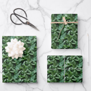 De Papier Cadeau Botanique Feuille Tora verte