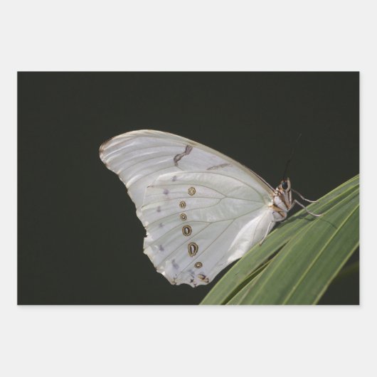 De Papier Cadeau Papillon Morpho blanc sur feuille (Devant 2)