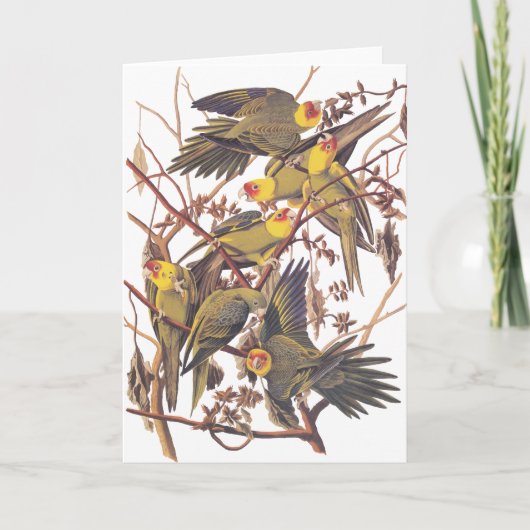 De Parkiet van Carolina van Audubon Kaart (Voorkant)
