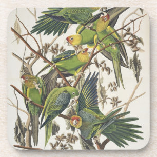 De Parkiet van Carolina, van "Vogels van Amerika", Drankjes Onderzetter