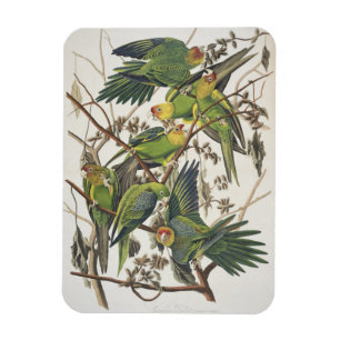 De Parkiet van Carolina, van "Vogels van Amerika", Magneet