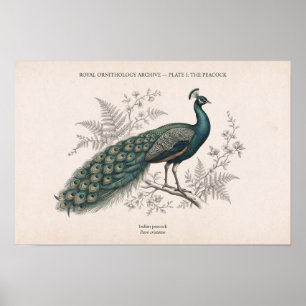 De Pauwen Oude Pauw Poster