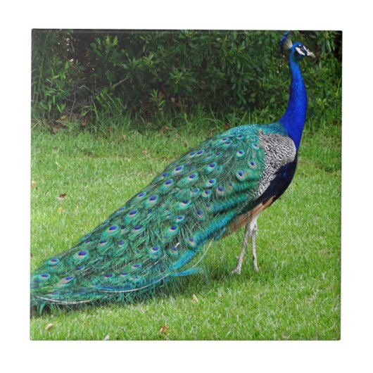 De Peacock Dance Tegeltje (Voorkant)
