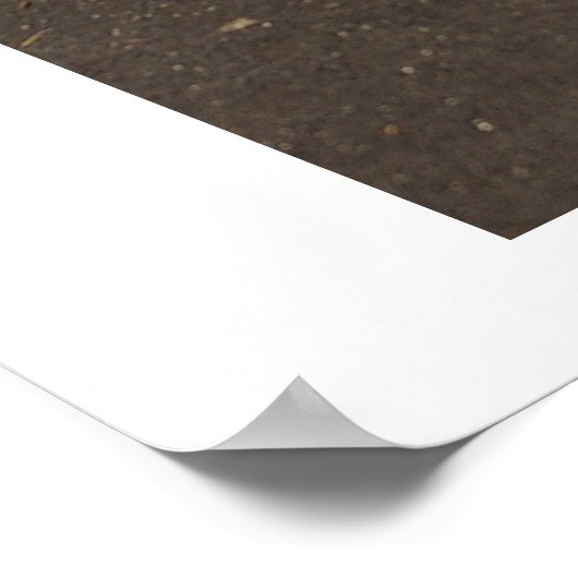 De Peacock Poster (Hoek)