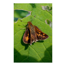 De Pecks Skipper