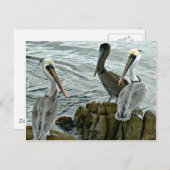 De Pelikanen van Monterey Briefkaart (Voorkant / Achterkant)