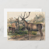 De Perzische Deer van Joseph Wolf Briefkaart (Voorkant / Achterkant)