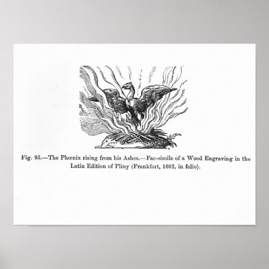 De Phoenix die uit zijn as voortkomt Poster (Voorkant)