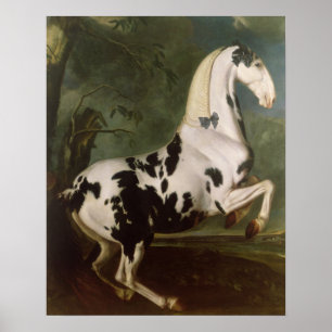 De Piebald Stallion van de Eisgruber-studie Poster