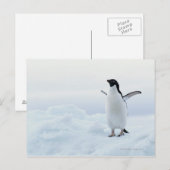 De pinguïn van Adelie, Antarctica Briefkaart (Voorkant / Achterkant)