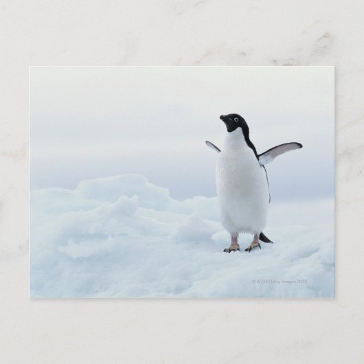 De pinguïn van Adelie, Antarctica Briefkaart (Voorkant)