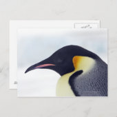 De Pinguïn van de keizer, het Eiland van de Heuvel Briefkaart (Voorkant / Achterkant)