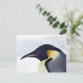 De Pinguïn van de keizer, het Eiland van de Heuvel Briefkaart (Staand voorkant)