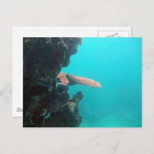 De Plank van het koraal Briefkaart (Voorkant / Achterkant)