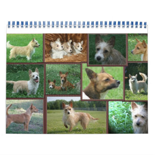 De Portugese kalender van Podengo Pequeno