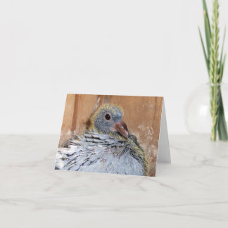 De Postduif Notecard van het baby Kaart