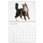 De prachtige Maine Coon Calender Kalender (Jan 2027)