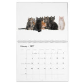 De prachtige Maine Coon Calender Kalender (Feb 2027)