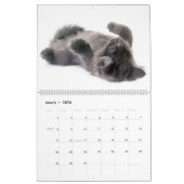 De prachtige Maine Coon Calender Kalender (Mar 2026)