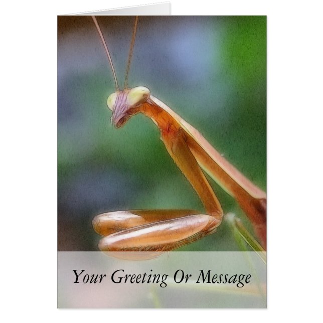 De Praying Mantis (Voorkant)