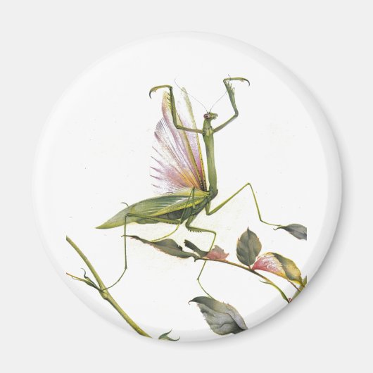 DE PRAYSEMMANTIS MAGNEET (Voorkant)