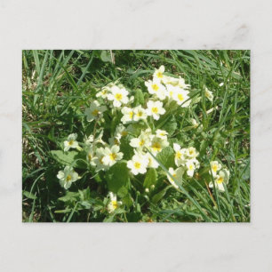 De primroses briefkaart