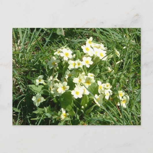 De primroses briefkaart (Voorkant)