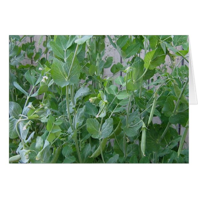 De prinses en de erwt (Voorkant Horizontaal)