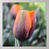 De prinses Irene Tulip Poster (Voorkant)