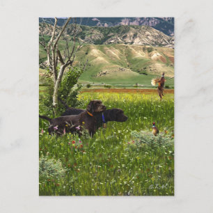 De Pudelpointer Briefkaart