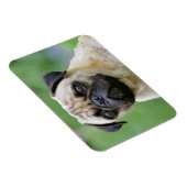 De Pug Dog Magneet (Rechterzijde)