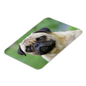 De Pug Dog Magneet (Linkerzijde)