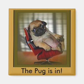 De Pug is binnen. Magneet