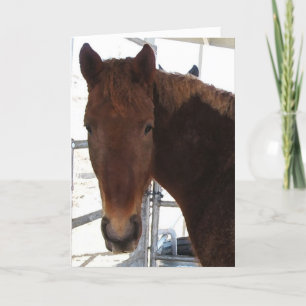 De Raad van het huwelijk van Paard TWH Kaart