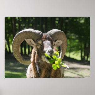 De Ram van Mouflon Poster