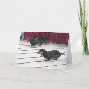 De Rassen van de Honden van het worstje Kaart