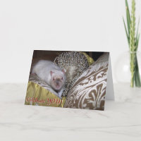 De rat van het huisdier, Duncan Birthday Card
