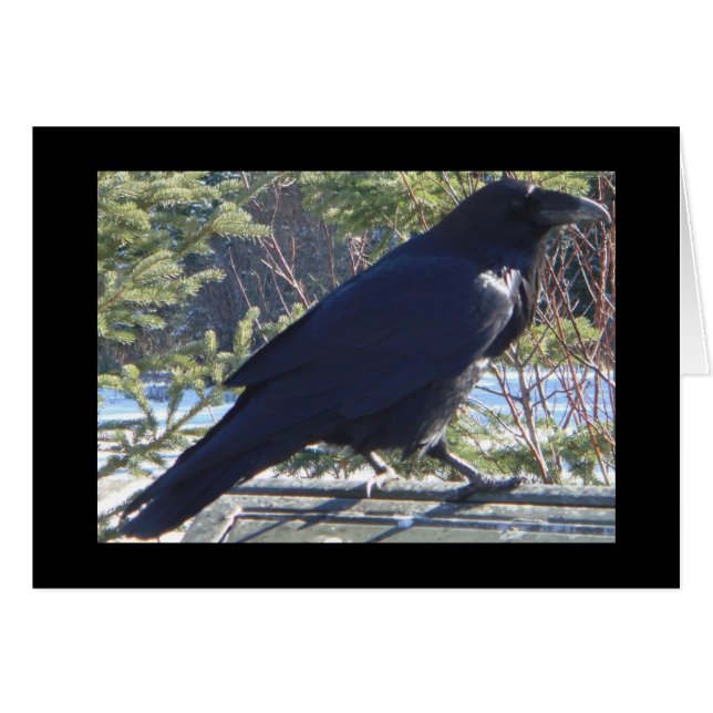 de Raven (Voorkant Horizontaal)