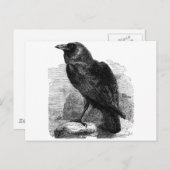 De Raven Briefkaart (Voorkant / Achterkant)