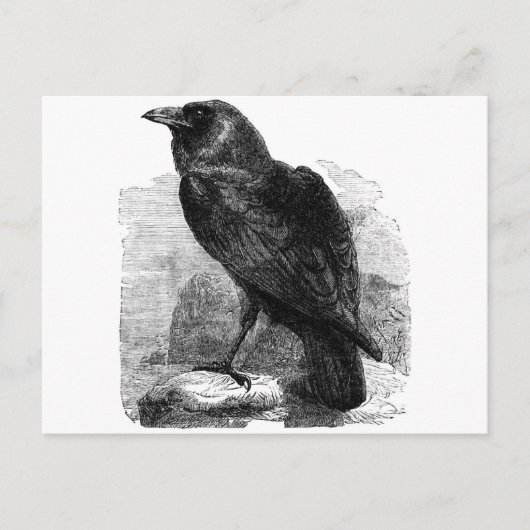 De Raven Briefkaart (Voorkant)