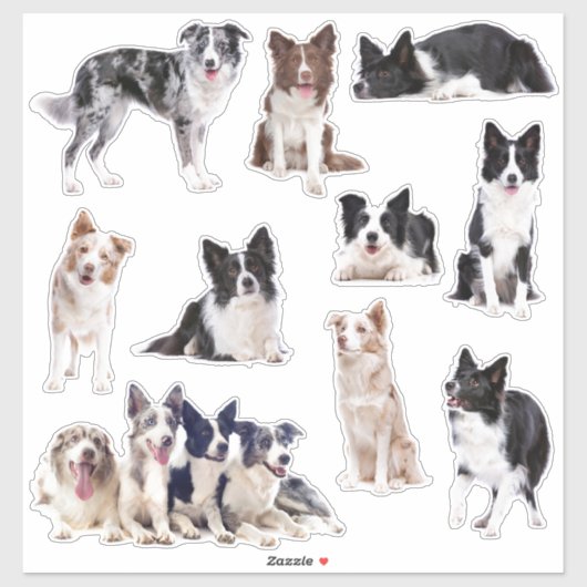 De reeks van de Collie van de grens van 10 sticker (Vel)