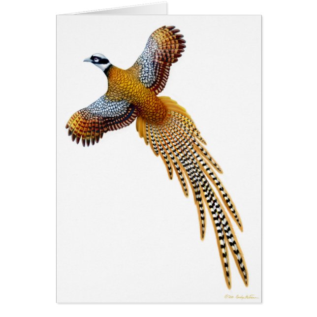 De Reeves Pheasant Card (Voorkant)