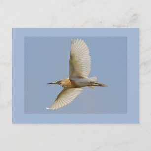 De Reiger van Squacco Briefkaart